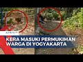 Warga Gunungkidul Diresahkan Dengan Kera Ekor Panjang Yang Masuki Permukiman