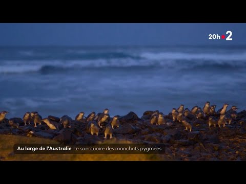 Au large de l’Australie : le sanctuaire des manchots pygmées