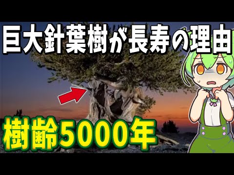 針葉樹が針を失う理由 原因 解決策 病気 寄生虫 干ばつ