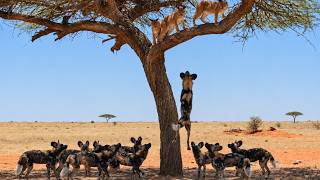 Wild Dogs Try to Pull the Caracal Family Down from the Tree