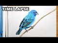 Indigo Bunting || Drawing Time Lapse Indigo Bunting || Drawing Time Lapse
