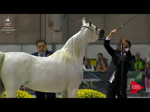 N.192 JUWANDA OS - Verona 2017 - 10 Years Old and Older Mares (Class 9)