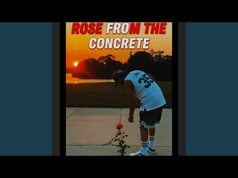 Rose From The Concrete
