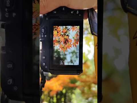 Video thumbnail for Nikon Nikkor Z DX 50-250 mm f/4.5-6.3 VR review 2