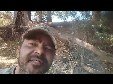 Rio Ivinhema Mato Grosso do Sul 