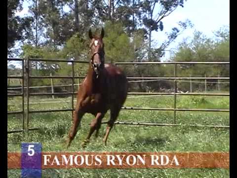 2012 - HARAS RINCON DEL AGUARA -- LOS MONTEROS - LOTE 5 FAMOUS RYON RDA