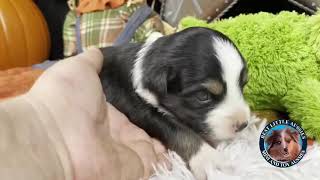 Video preview image #2 Miniature Australian Shepherd Puppy For Sale in GRANBURY, TX, USA