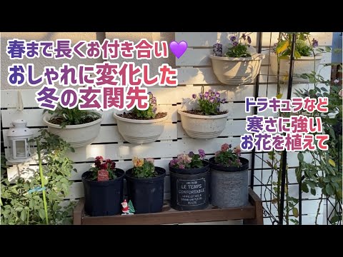  11月から12月に植えて春まで色とりどりの庭を作る、メンテナンス不要の冬の花5選！  庭園