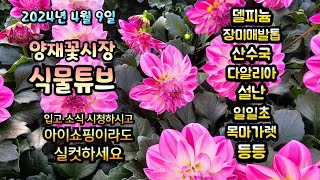 내일은 선거입니다~  오늘 꽃시장에는 어떤 예쁜 꽃들이 입고되었나 보시고 댓글로 투표해보세요~ ^^  #양재…