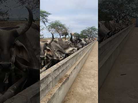 GADO GUZERÁ DA FAZENDA CARNAÚBA TAPEROÁ PARAÍBA #shorts