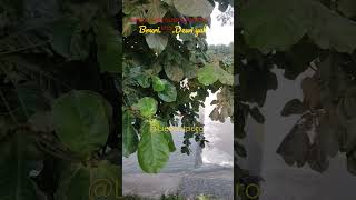 Download lagu Jangan ada dusta antara kita - Bruri dan Dewi Zul #shorts #nostalgia#tembang #kenangan@Radiojaddoels mp3 Download lagu Jangan ada dusta antara kita - Bruri dan Dewi Zul #shorts #nostalgia#tembang #kenangan@Radiojaddoels mp3