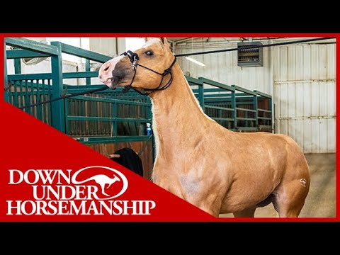 Clinton Anderson: What to do When Your Horse Acts Up in Cross-Ties - Downunder Horsemanship