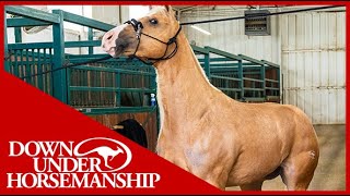 Clinton Anderson: What to do When Your Horse Acts Up in Cross-Ties - Downunder Horsemanship