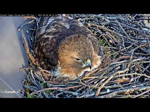 Big Red Incubates In The Morning Sun At #CornellHawks Nest – April 9, 2021