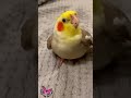 Cookie Song Cockatiel Cockatiel Singing Cockatiel Shorts Cockatielsinging Ginger