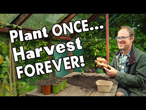image-What is a hardy perennial plant?