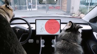Tesla DOG MODE!!