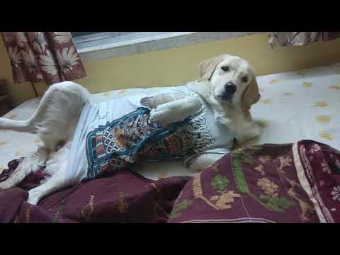 Gigi the funny Golden retriever.... 🐕🐶