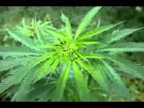 blaya dub playa Ya can't trick I