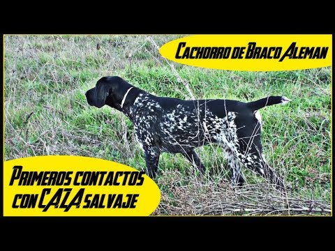 Caza de CODORNICES salvajes con CACHORRO de Braco Aleman