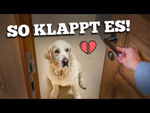 Leaving your dog alone - tips and activities for being left alone