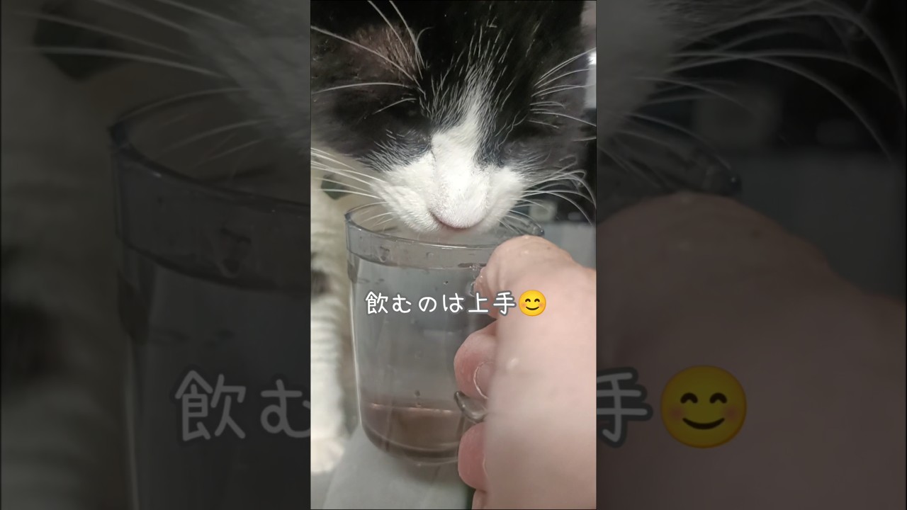 コップのお水を飲みたがる猫達