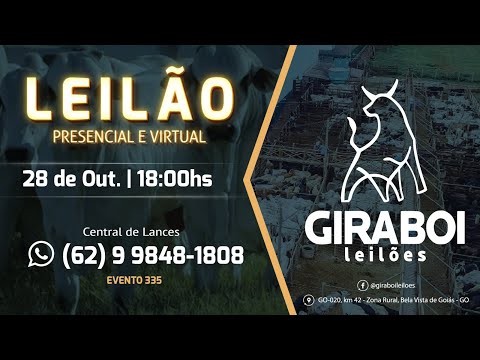 Leilão Gado de Corte - Giraboi Leilões 28/10/2025 Bela Vista de Goiás