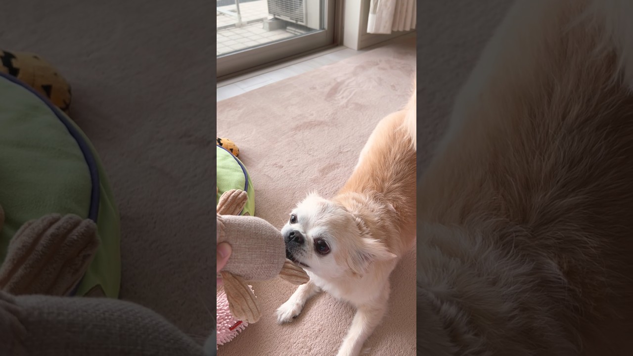 愛犬チワワが、必殺技「bling-bling」で人形をボコボコにしてやったやつ #youtubeshorts #ちわわ #blingbangbangborn