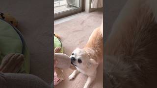 愛犬チワワが、必殺技「bling-bling」で人形をボコボコにしてやったやつ #youtubeshorts #ちわわ #blingbangbangborn