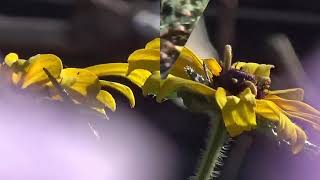 One more matinée Mark Knopfler