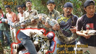Download lagu VIRAL, VERY HUGE, SECONDS OF CATCHING THE BIGGEST SNAKE IN RIAU FOREST mp3