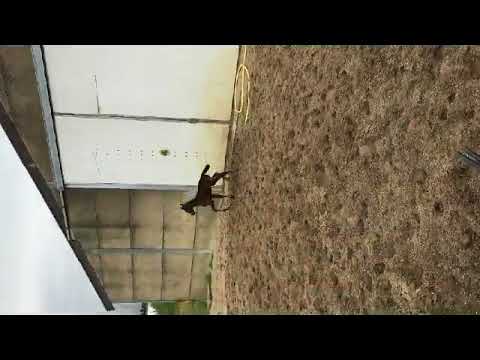 Fürstenball 2017 in paddockje