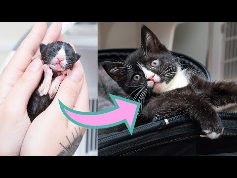 Littlest Preemie Kitten Grows Up!