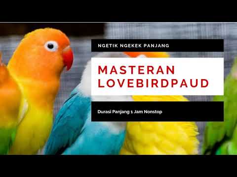download lagu mp3 mp4 Suara Masteran Love Bird Ngekek Panjang Mp3, download lagu Suara Masteran Love Bird Ngekek Panjang Mp3 gratis, unduh video klip Suara Masteran Love Bird Ngekek Panjang Mp3