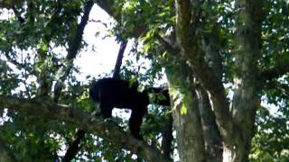 preview picture of video 'Black Bear encounter - Shenandoah National Park'