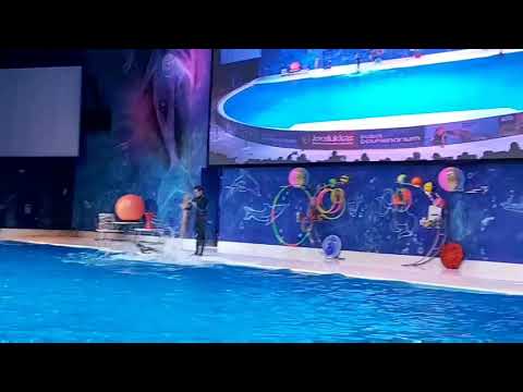 DUBAI DOLPHINARIUM TRIP