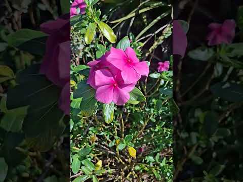 Ainda na Entrada de Conquista, MG. #plantas