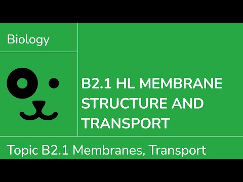 B2.1 HL Membranes and Transport [IB Biology HL]