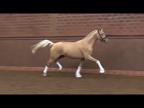 DER MÄRCHENPRINZ, Hengst von Arts Deilahro - Parino B