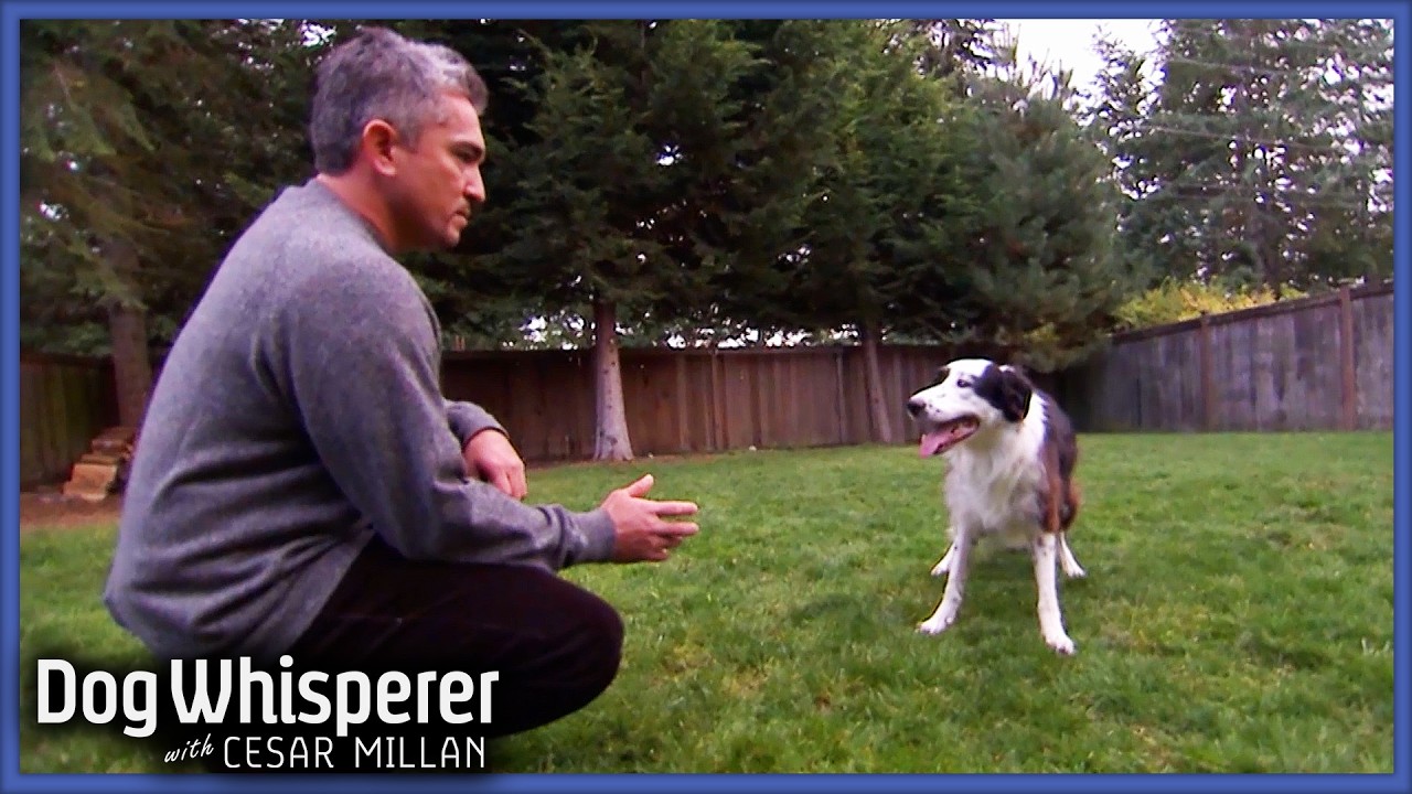 Pack Leader Lashes Out At Young Family | S4 Ep 22 | Dog Whisperer With Cesar Millan| Dog Whisperer