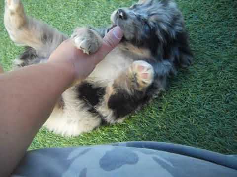 Lewis at 7 weeks of age