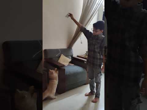 Playing with Cat ☺️ please subscribe like and share to sharjil king 01 👑💯#shorts