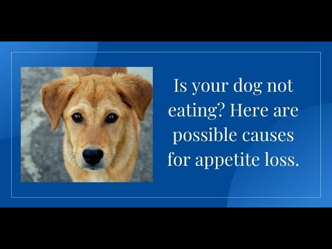 Is your dog not eating? Here are possible causes for appetite loss.
