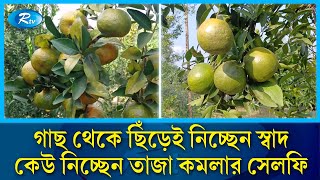 দার্জিলিং-এর সেই বিখ্যাত কমলা এখন মিলছে দেশের বাগানে