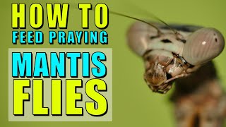 How to feed praying mantis flies - Pooting System