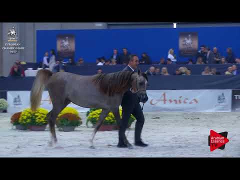 N.108 BERENIKE - Verona 2017 - Yearling Fillies (Class 1A)