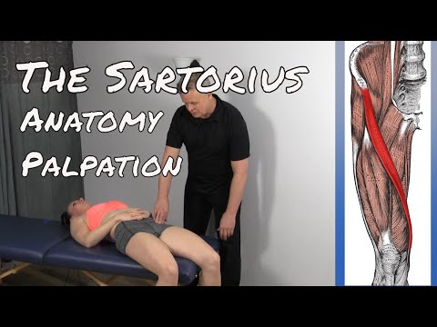 Anatomy & Palpation of the Sartorius Muscle