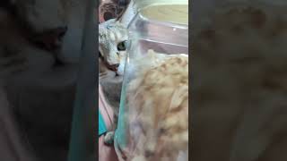 my cat love this ll you guys can try give to your cat [bonito flakes]