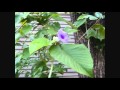 Hawaiian Baby Woodrose Flowering and Fruiting part two