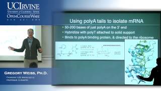 Introduction to Chemical Biology 128. Lecture 09: RNA part 2